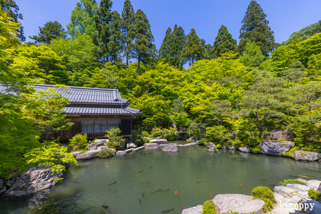 百済寺 新緑 2