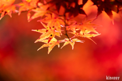 神戸森林植物園 紅葉 4