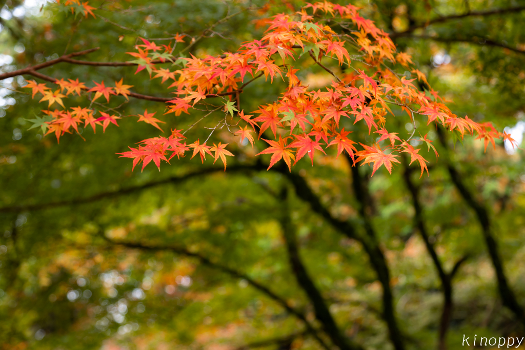 仁比山神社 紅葉 12