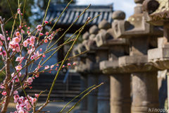 梅林寺 梅 2