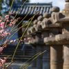 梅林寺 梅 2