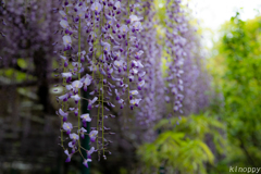 住吉神社 藤の花 4