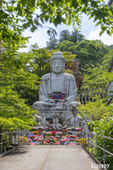 壷阪寺 あぢさゐ回廊 5