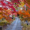 鹿王院 紅葉 2