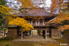 高源寺 紅葉 8