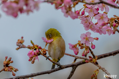 河津桜 メジロ