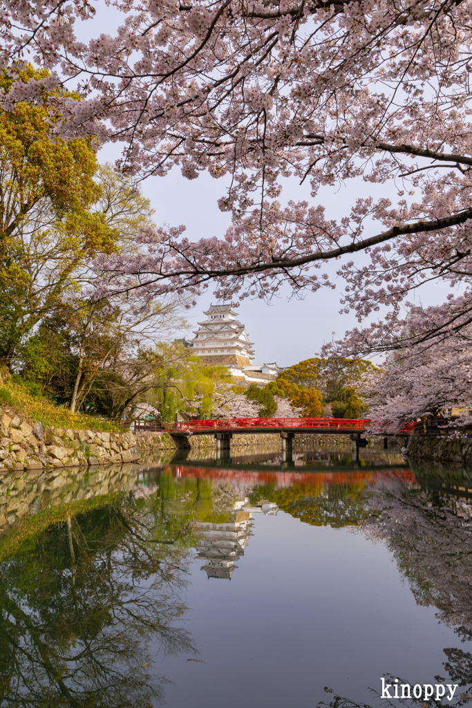 姫路城 桜 12