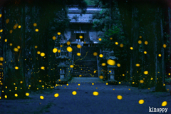 ヒメボタル