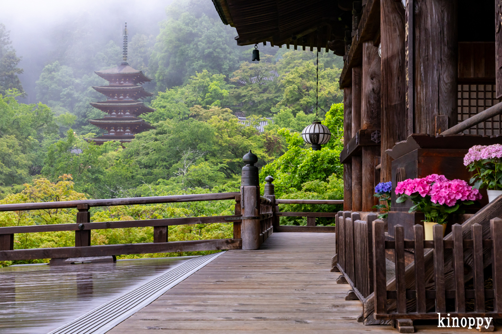 長谷寺 あぢさゐ回廊 2