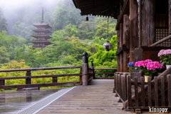 壷阪寺 あぢさゐ回廊 2
