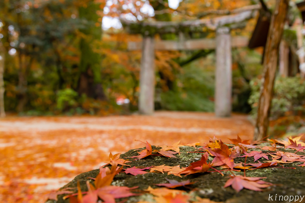 仁比山神社 紅葉 11