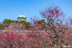 大阪城 梅林 3