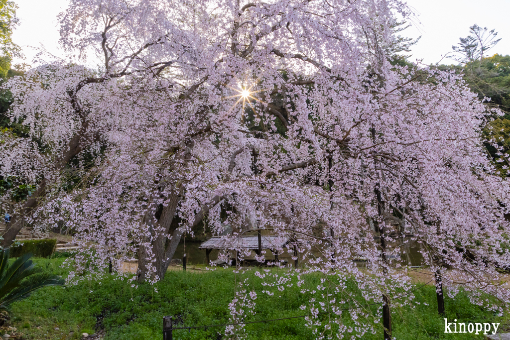 曹源寺 しだれ桜 3