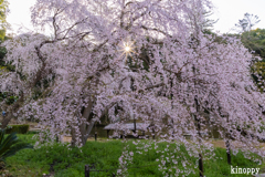 曹源寺 しだれ桜 3