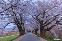 淀川河川公園背割堤 桜並木 2