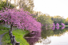 日野川ダム 八重桜 3