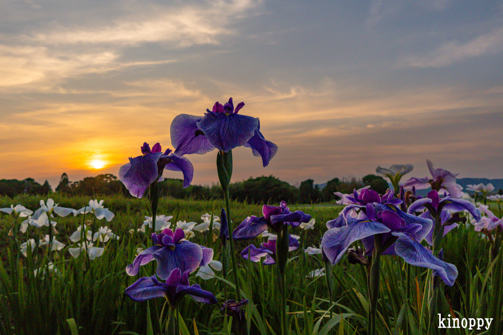 菖蒲 夕景 4