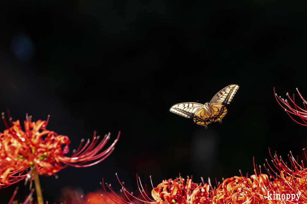 彼岸花とアゲハ蝶 5