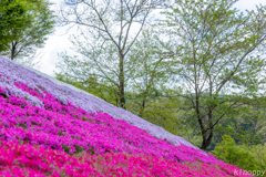 ヤマサ蒲鉾 芝桜 3