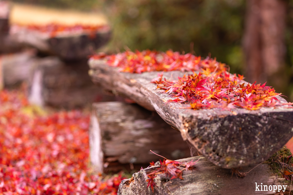 高源寺 紅葉 10