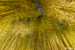 嵐山月灯路 7