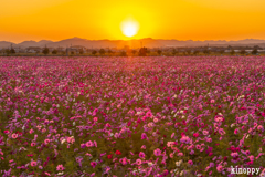 ひまわりの丘公園 コスモス 4