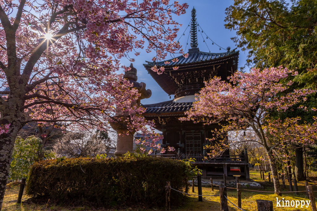 清凉寺 河津桜