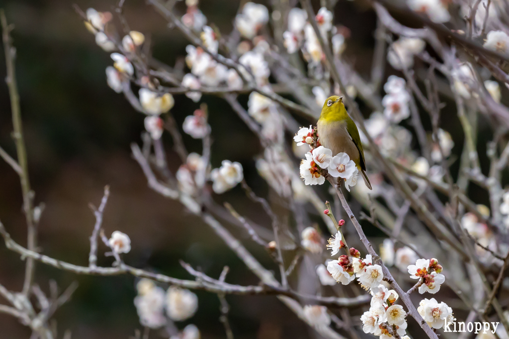 須磨離宮公園 メジロ 2