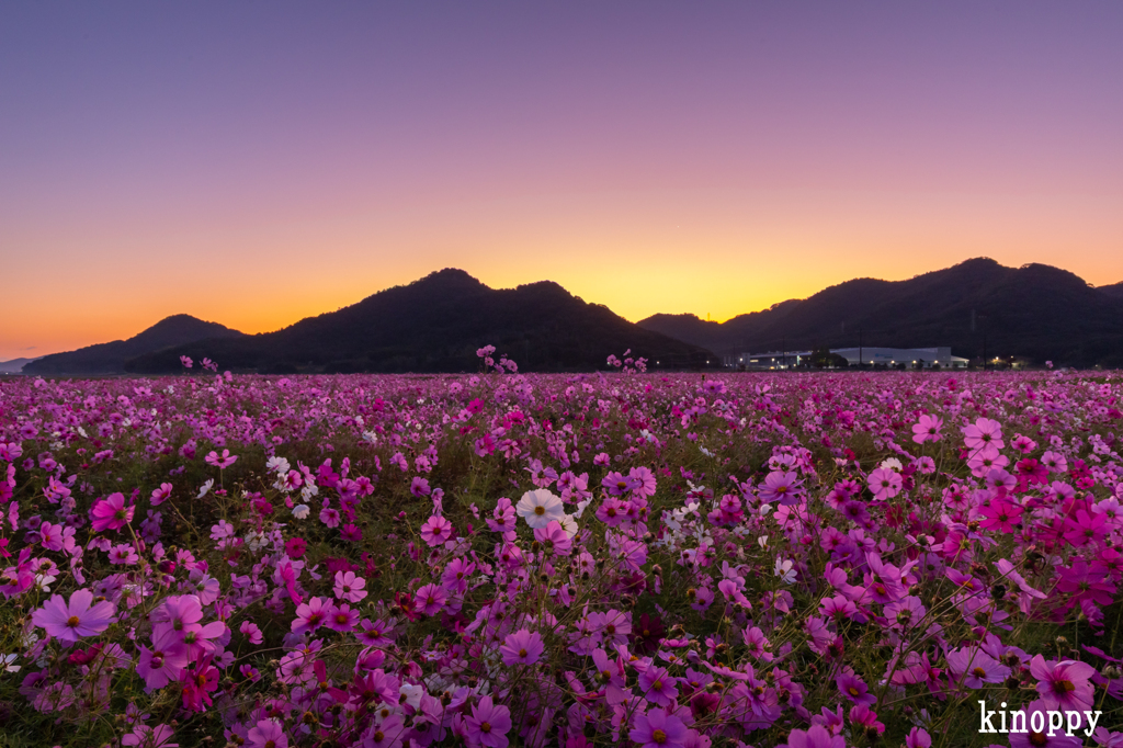 馬場 コスモス畑