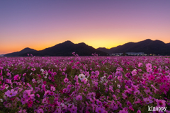 馬場 コスモス畑