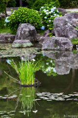 佐賀大和花しょうぶ園 6