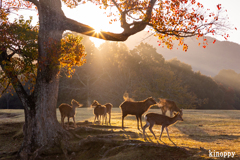 奈良公園 2