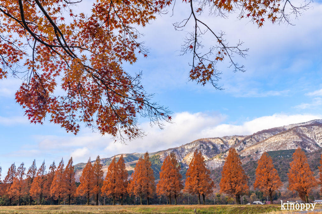 メタセコイヤ並木 5