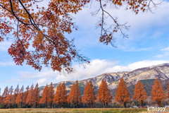 メタセコイヤ並木 5