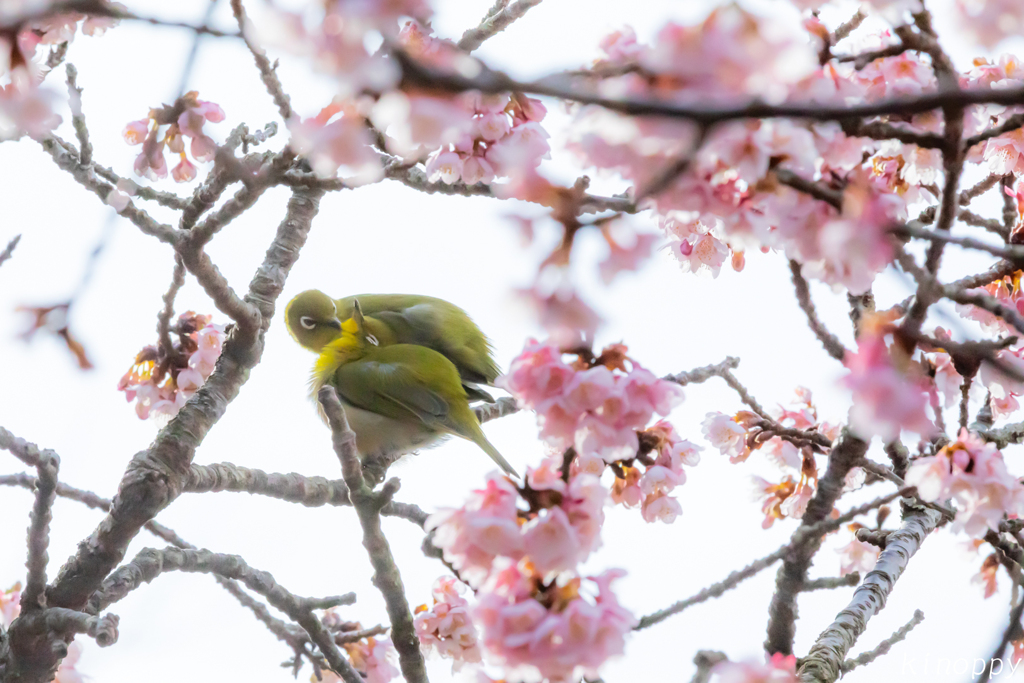 鎮国寺 熱海桜 メジロ ラブラブ