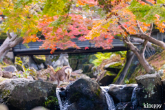 奈良公園 紅葉 2