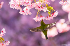 静豊園 河津桜とメジロ