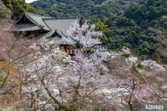 長谷寺 春景色 2