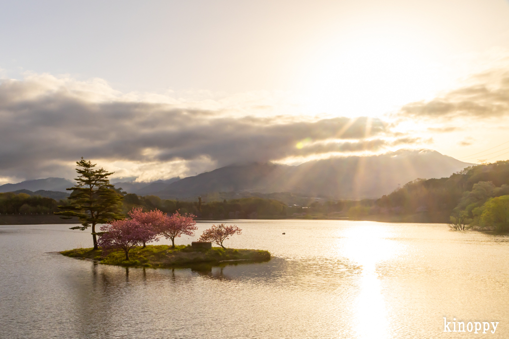 日野川ダム 八重桜