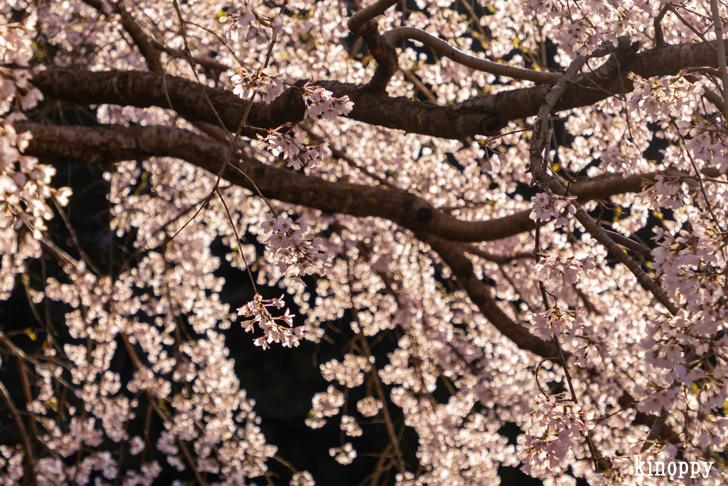曹源寺 しだれ桜 6