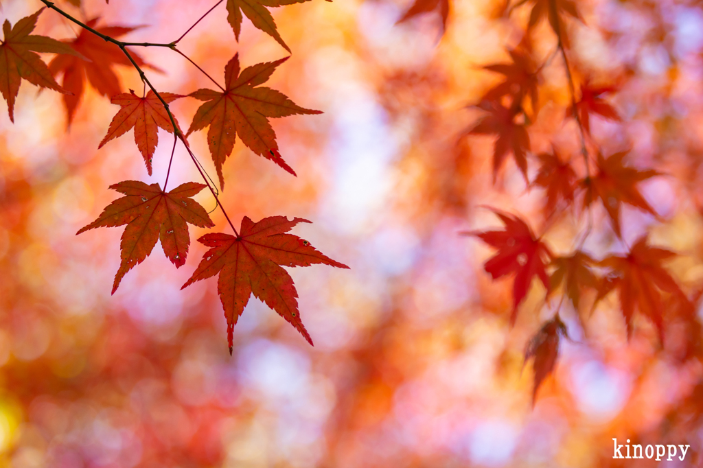 神戸市立森林植物園 紅葉 5