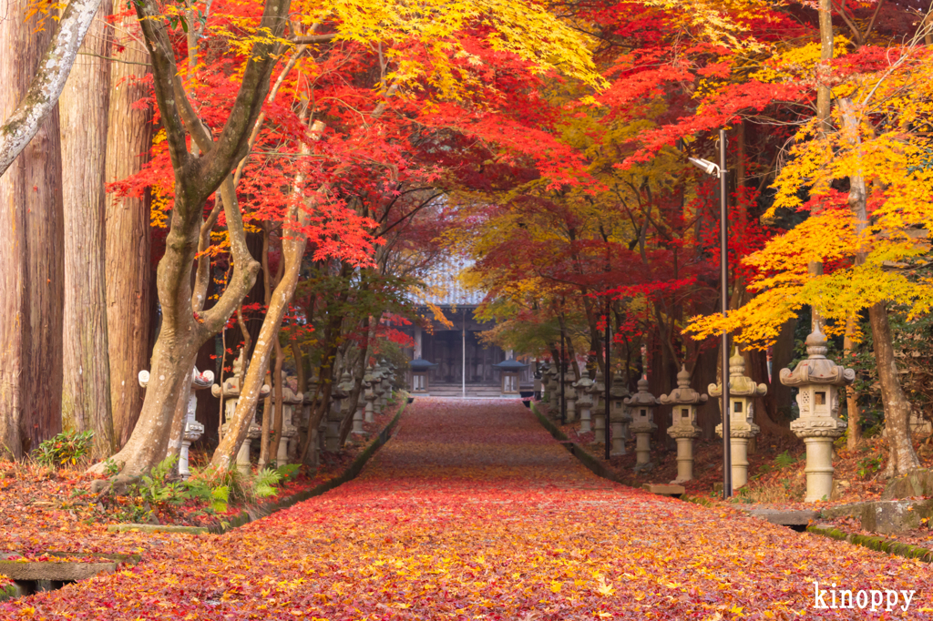 西林寺 紅葉