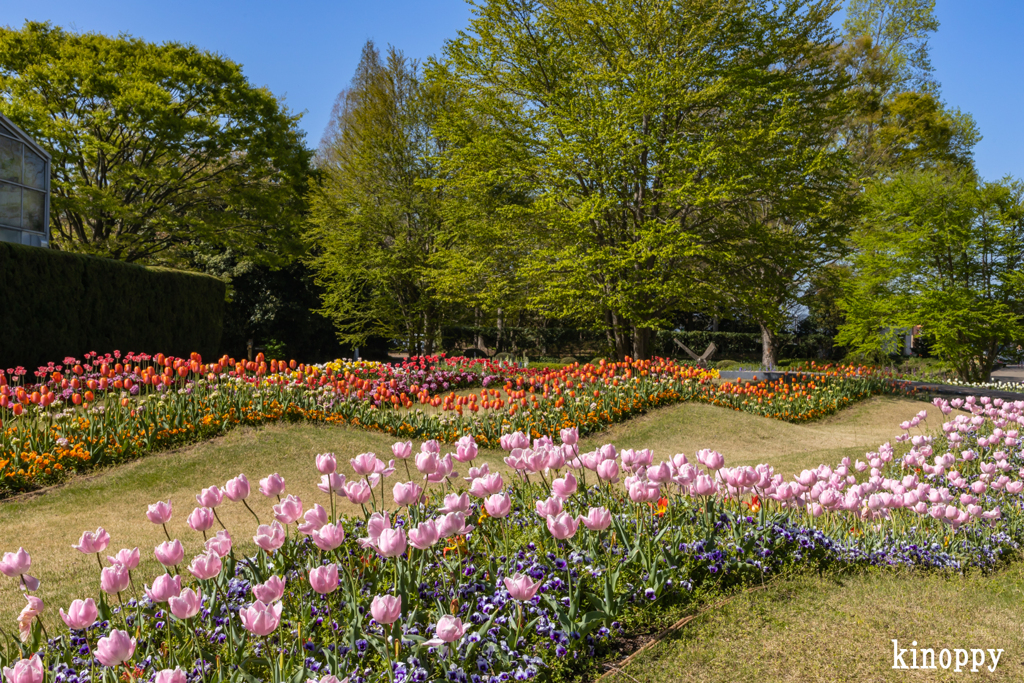 兵庫県立フラワーセンター 4