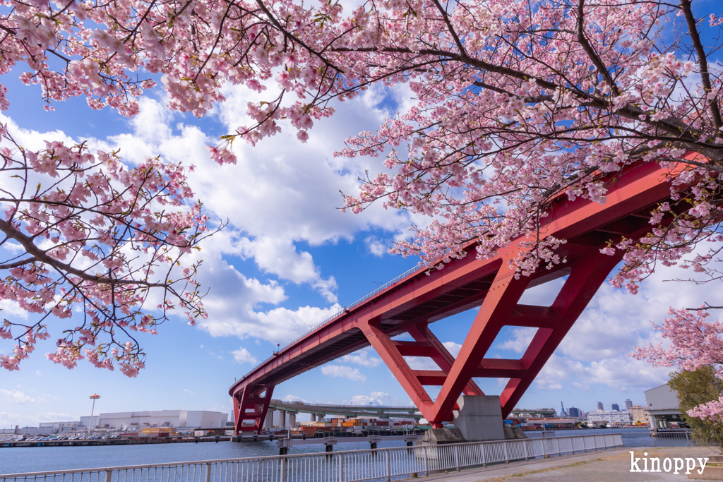 灘浜公園 河津桜