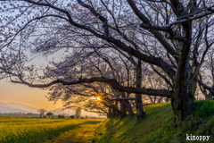 藤原宮跡 菜の花と桜 2