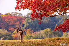 奈良公園 3