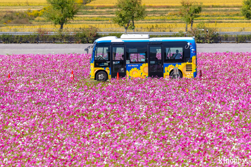 ひまわりの丘公園 らんらんバス