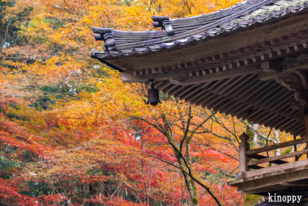 高源寺 紅葉 4