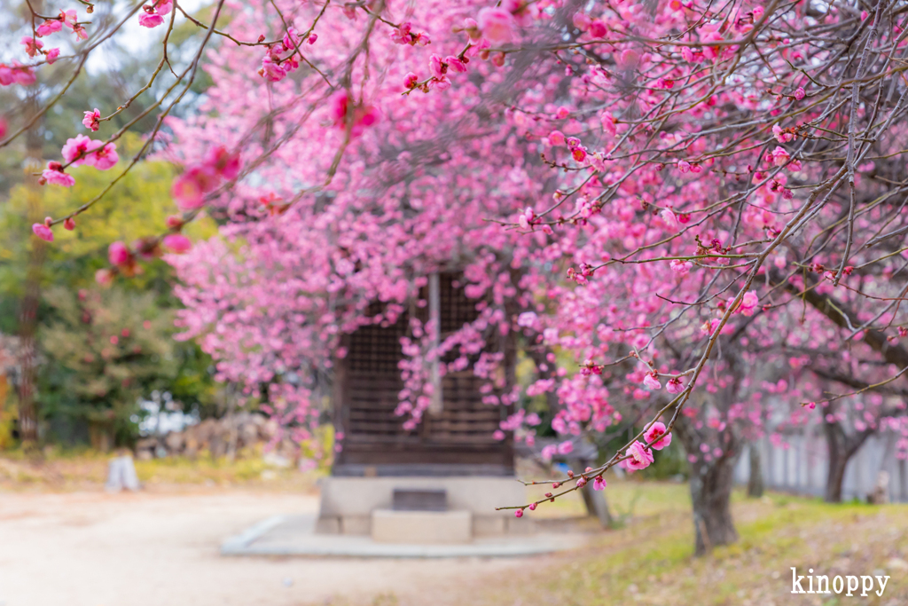 御厨神社 梅林 2