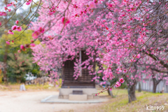 御厨神社 梅林 2